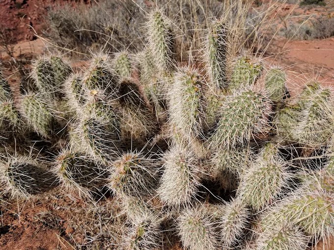 Arboretum_Cactus